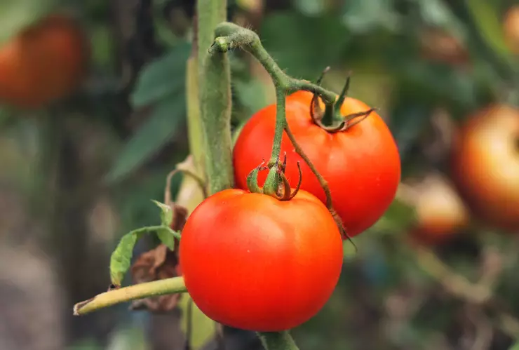 Astronautas cultivarán tomate en el espacio