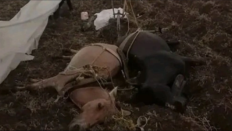 rayo campesino animales muertos acatzingo