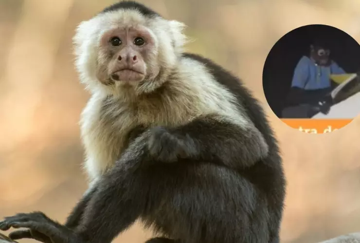 mono-roba-tarea-sinaloa-tiktok