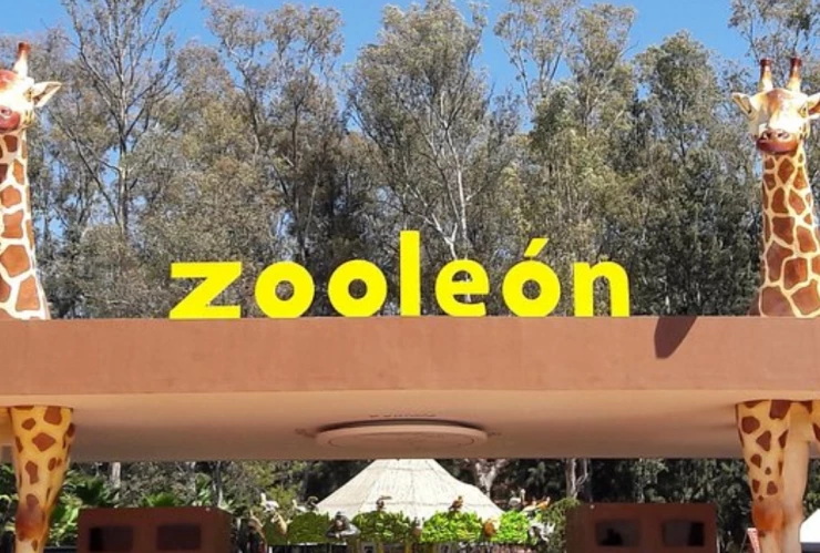 borregos muflones muertos por perros en zoológico de León