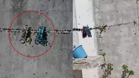 denuncia plaga de moscas en fraccionamiento las americas