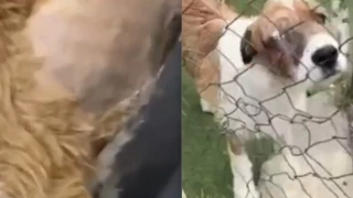 perros maltratados guardería