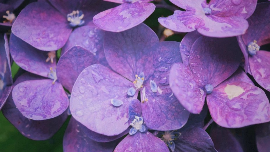 ¿Por qué se regalan flores moradas este 9 de noviembre? Todo lo que debes de saber