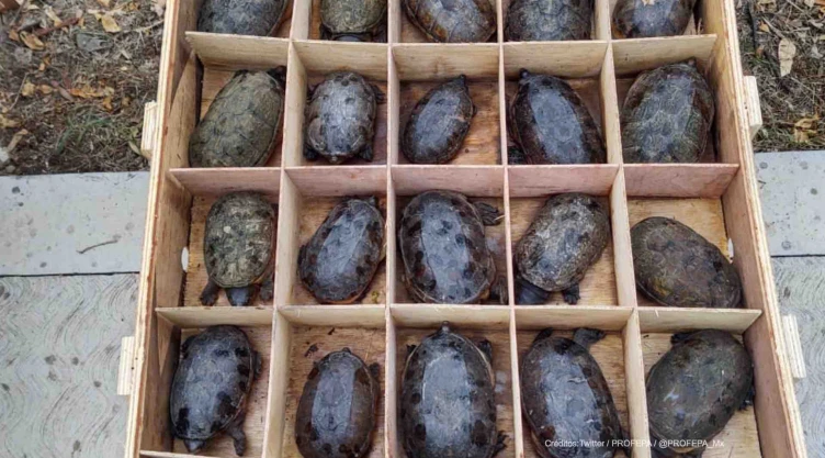 tortugas rescatadas trafico ilegal .jpg