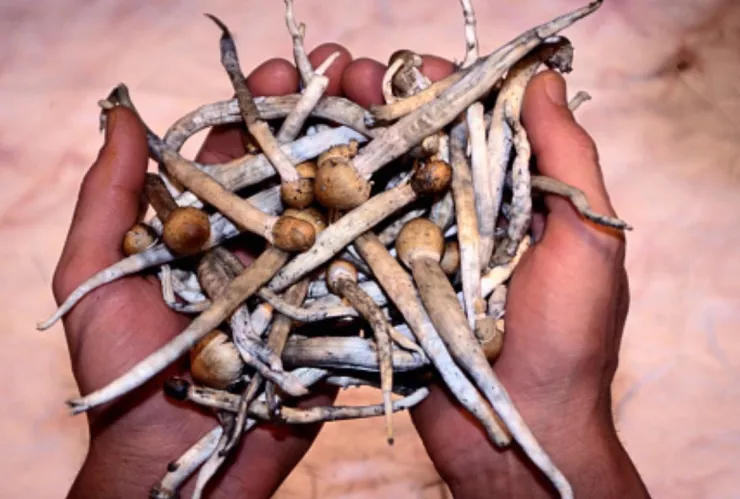 hongos alucinógenos