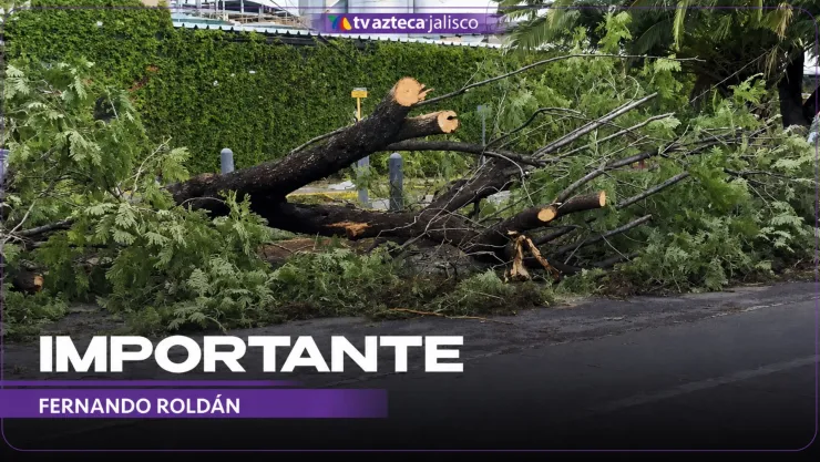ÚLTIMA HORA | ¿Hay riesgo para los conductores? Árbol caído bloquea dos carriles sobre la Av. Washington