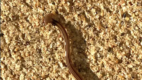 una imagen del gusano amarillo 