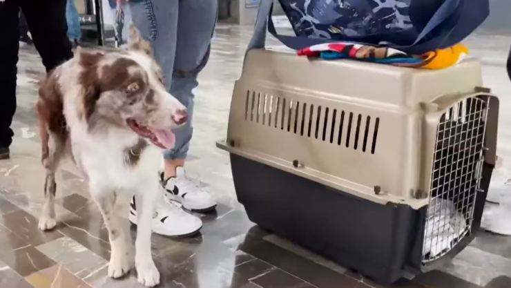 Perrito en estación de autobús