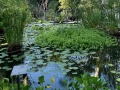 Jardín-Botánico-Acapulco-agua-limpia.jpg