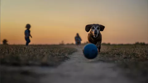 Que el paseo no se convierta en una agonía 5 consejos para sacar a pasear a tu perro en temporada de calor
