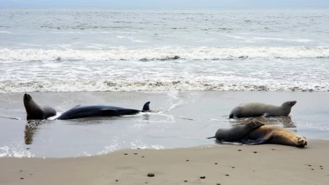 Mueren cientos de delfines por alga tóxica en California