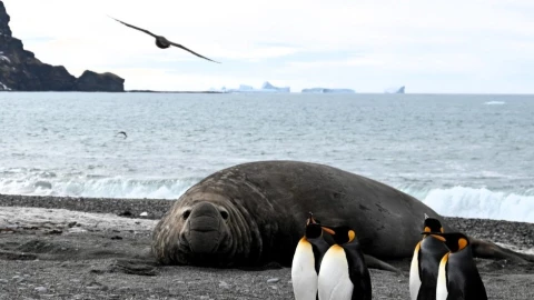 Científicos alertan por la muerte masiva de focas hembras: esta es la causa