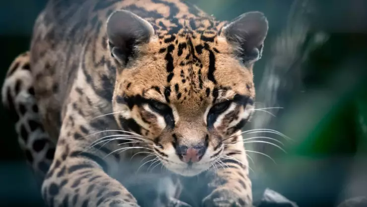 ¡Lamentable pérdida! Aparece un ocelote sin cabeza en plena carretera