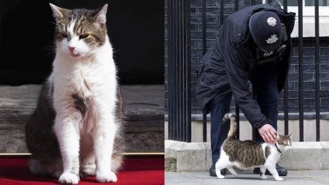 Larry el gato cazarratones de Downing Street.