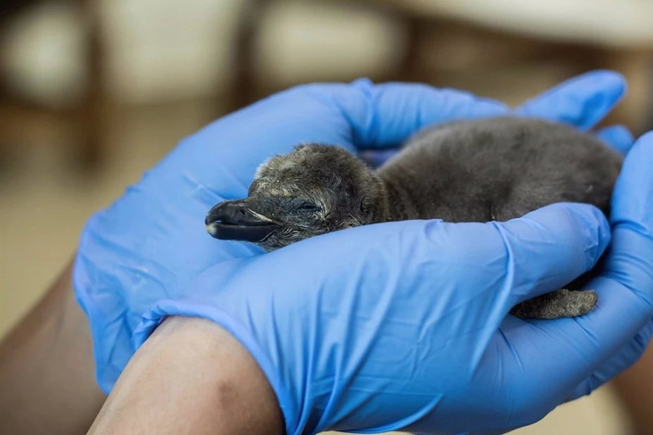 Conoce al primer pingüino Humboldt que nació en Veracruz (FOTOS)