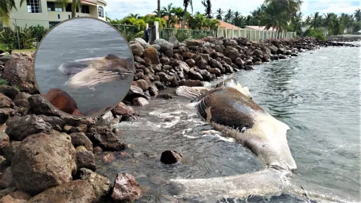 Ballena muerta en Teacapán, Sinaloa.