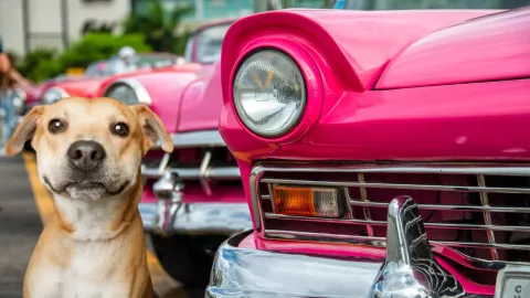 Habr&aacute; Croket&oacute;n 2026 para apoyar a animalitos en refugios