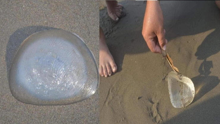 Los bañistas de la playa de Jicacal en Coatzacoalcos, Veartacruz, creyeron hallar una medusa y resultó ser un implante de seno.
