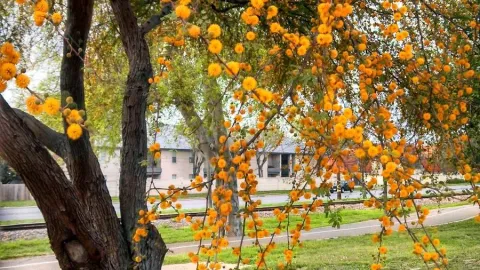 8 árboles que NO levantan las banquetas de tu casa y puedes tenerlos afuera sin problema