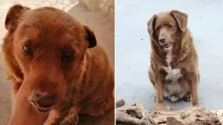 Bobi, el perro más longevo del mundo