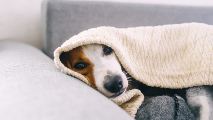 los días más fríos en México según la Inteligencia Artificial