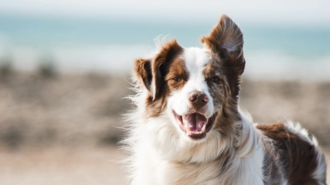 pelo-de-perro-ropa