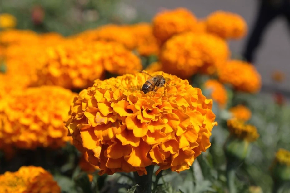 Flor de cempasúchil