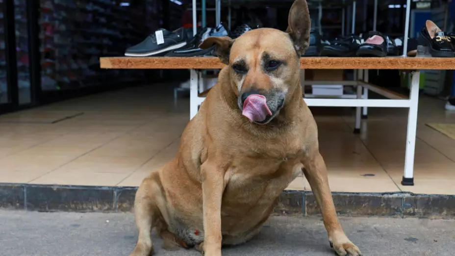 “El perro gordo de Texcoco": El lomito callejero que se convirtió en atracción turística en Edomex