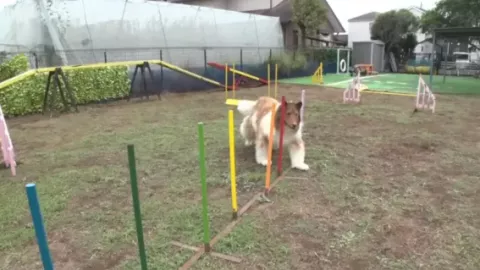 El hombre perro se arrepiente, ya no quiere ser un collie