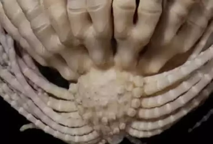 FOTOS_ Descubren criatura marina de 20 brazos; así luce este misterioso animal