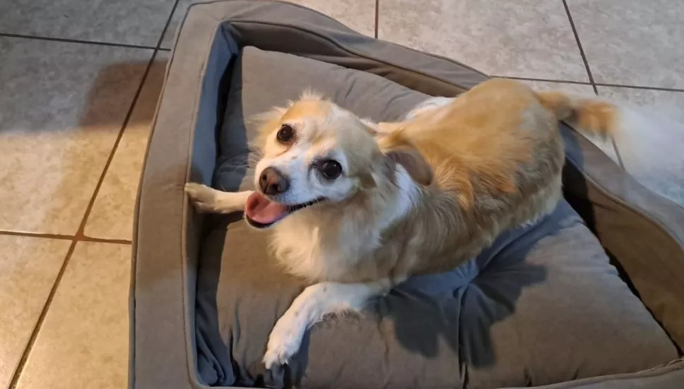 palabras_feliz_perro