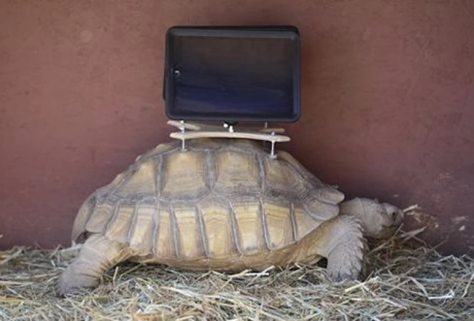 Atentados en Bélgica