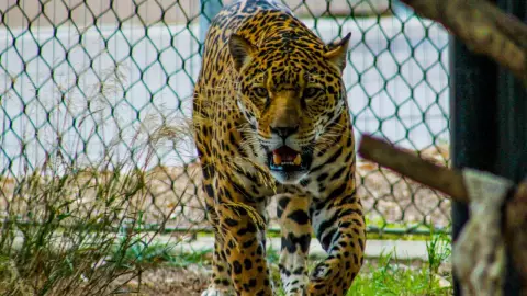 ¡Es bellísimo! Captan un ejemplar de jaguar en Calakmul (VIDEO)