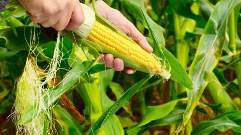 Productos exentos de aranceles por el TMEC