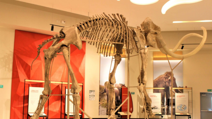 Lo que reveló el ADN de los mamuts hallados en el AIFA, según los científicos