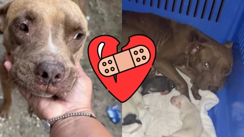 Nacen cachorros de perrita pitbull abusada en Benito Juárez: ¿Cuál es su estado de salud hoy 7 de noviembre?