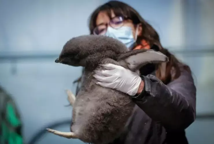 ¡El zoológico de Guadalajara recibe a una cría de pingüino Deli!