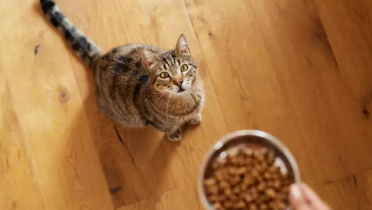 marca de alimento para gatos salmonela
