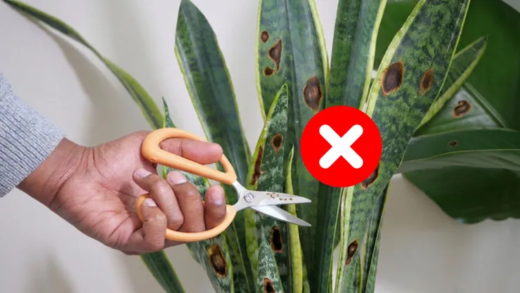 Ver que tus plantas de interior tienen las puntas de las hojas marrones en la sala: qué significa y cómo salvarlas