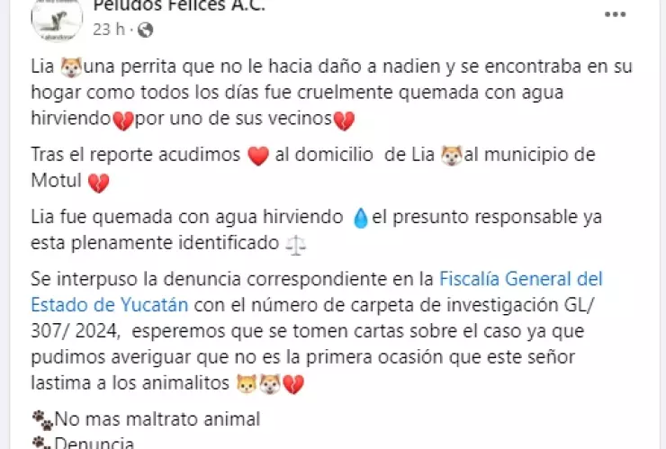 Así denunciaron al hombre que quemó a perrita con agua hirviendo en Yucatán.