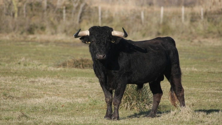 toro mata a carnicero
