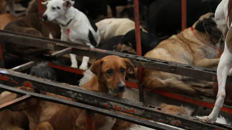 Caso Refugio Franciscano dónde están y qué pasará con los casi mil animales rescatados