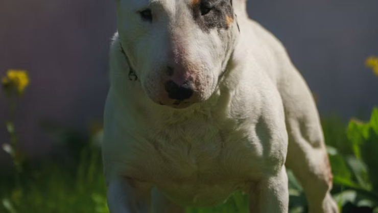 IMÁGENES SENSIBLES: Niño de 11 años es atacado brutalmente por un bull terrier