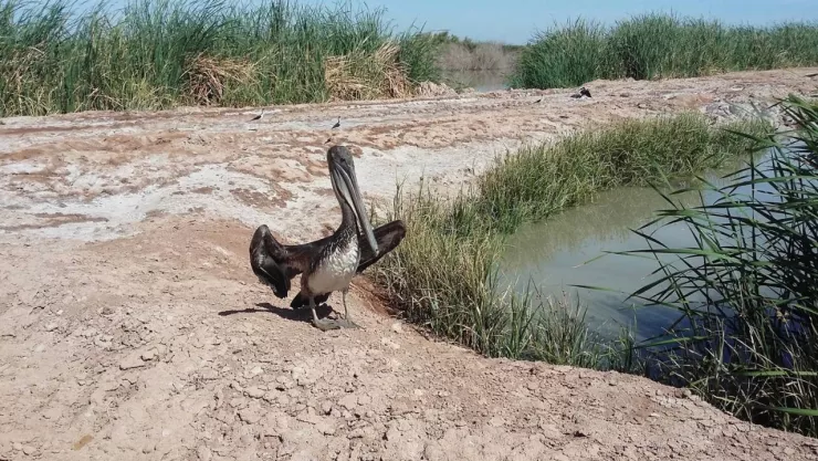 Hallan cuerpo sin vida en canal del ejido Mezquital; autoridades investigan causas