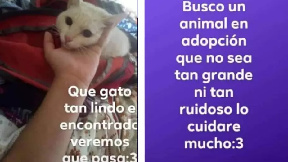 adolescente adopta y mata a gato en Aguascalientes