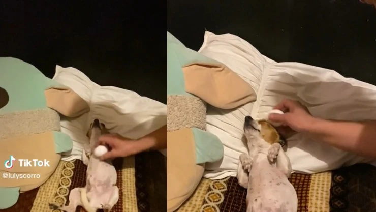 Le pasan el huevo a perrito embrujado