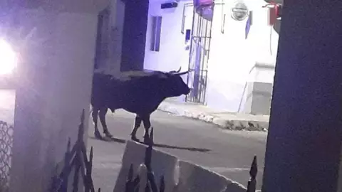 ¡Insólito! Captan a toro paseando por las calles de Yucatán
