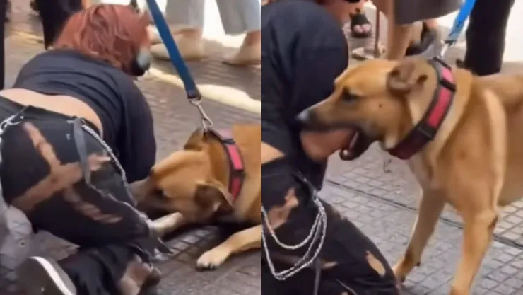Therian es atacado por un perro en Argentina: La verdad sobre el video viral