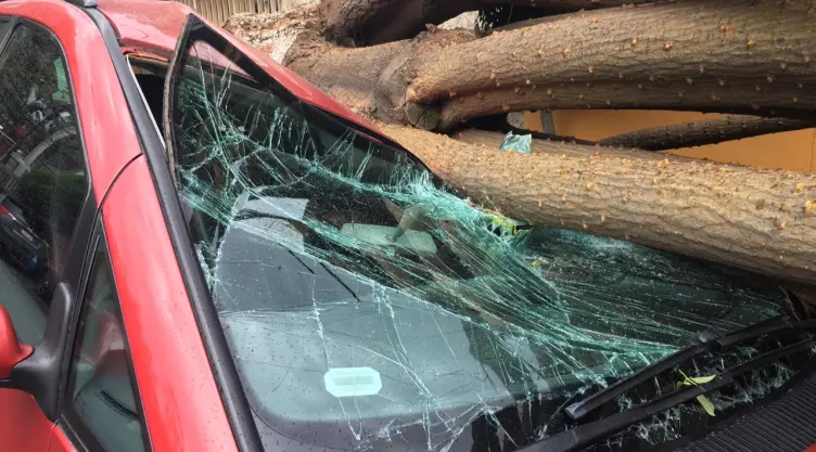 Tiran viento y lluvia árboles en al menos nueve alcaldías de la CDMX