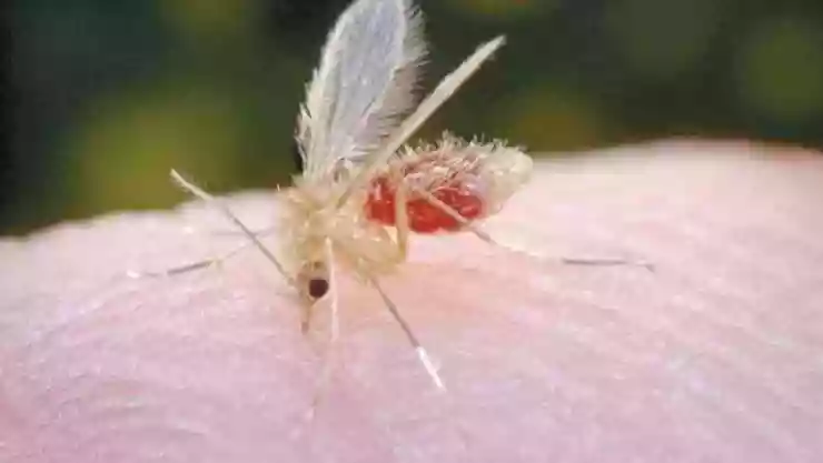 Mosca chiclera en Quintana Roo provoca lesiones en la piel